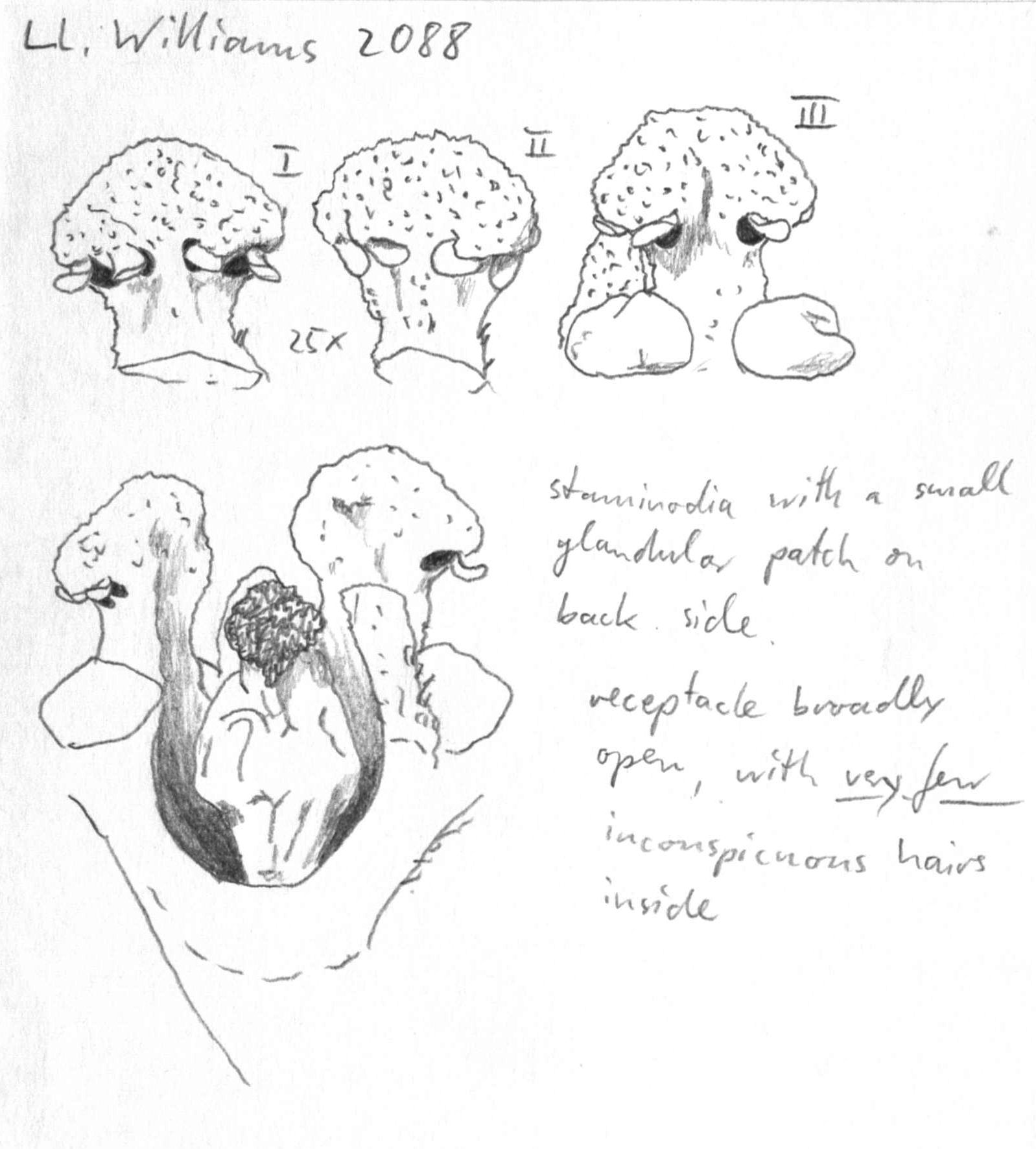 preview Nectandra gracilis Rohwer